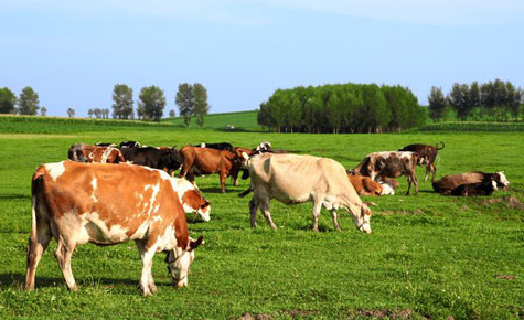 【聚焦新賽道】智慧養(yǎng)殖如何引爆農(nóng)牧行業(yè)升級