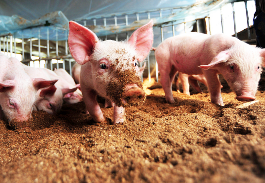 農業產業周報|新希望、荃銀高科、云洋物聯、優然牧業、甘源食品最新動態