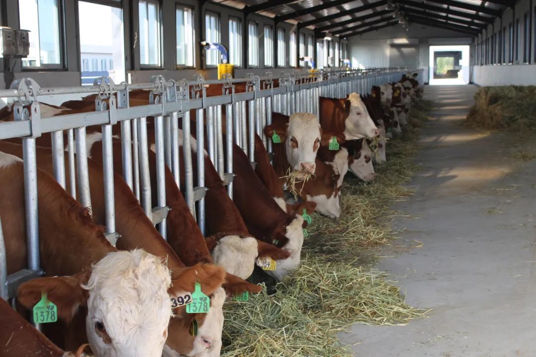 【商業案例】養牛企業的鄉村振興：數字化養牛新模式