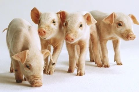 【報告分析】2023年生豬生產形勢報告、預測、建議