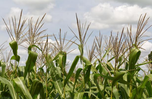 農業產業周報|這一周農業科技領域發生哪些事情？新希望、中國軟件、中科天華最新動態