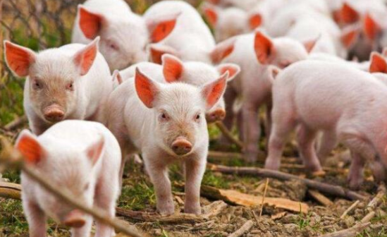 三農日報|政策：為水產種業振興提供種源支撐；“養豬大戶”一季度紛紛虧損