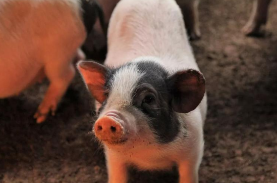 三農日報|政策：支持生豬（牛羊）調出大縣獎勵；預制菜正處于藍海階段