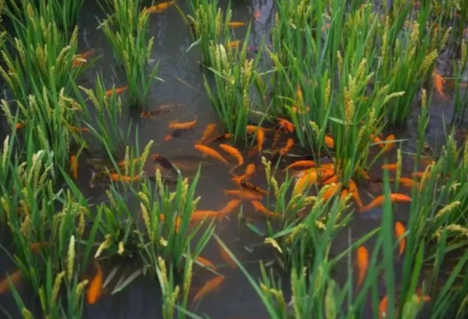 【農業模式】非常實用！綠色農業新模式—— 稻魚共生