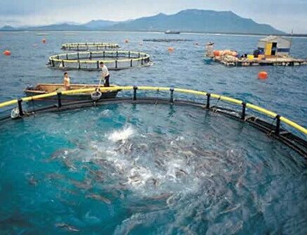 【智慧養殖】智慧養殖：水產養殖模式！