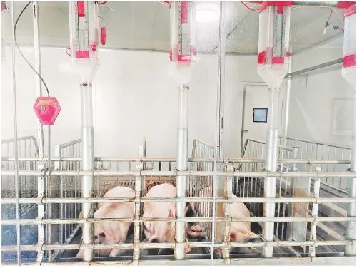 【智能養殖】大勢所趨！一起來看智能化養殖什么樣