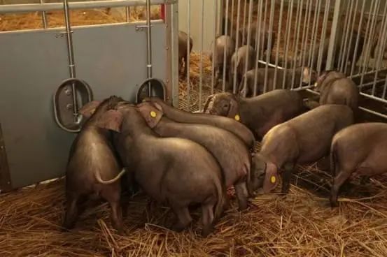 養豬14年，網易的養豬場，可能要撐不住了