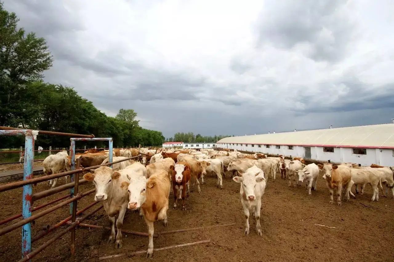 【農業科技】智慧牧場之數字化養殖