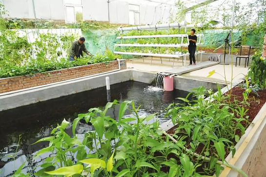 三農日報|政策：積極發展“牛蛙經濟”；調查：漁菜共生符合碳中和戰略