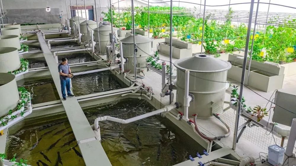 【農業模式】搞“魚菜共生”到底能不能成？難！