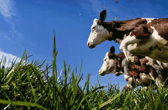 三農(nóng)日?qǐng)?bào)|政策：加碼畜牧裝備補(bǔ)貼支持；我國(guó)飼料生產(chǎn)設(shè)備或趨向智能化