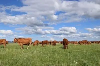 【政策匯總】全國(guó)現(xiàn)代設(shè)施畜牧建設(shè)專項(xiàng)實(shí)施方案（2023—2030年）