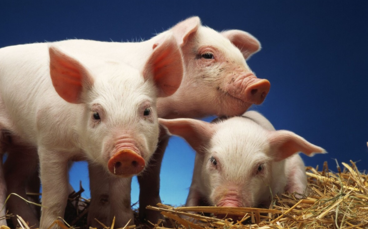 工廠化養(yǎng)豬：構(gòu)建養(yǎng)豬強(qiáng)國(guó)的新武器！