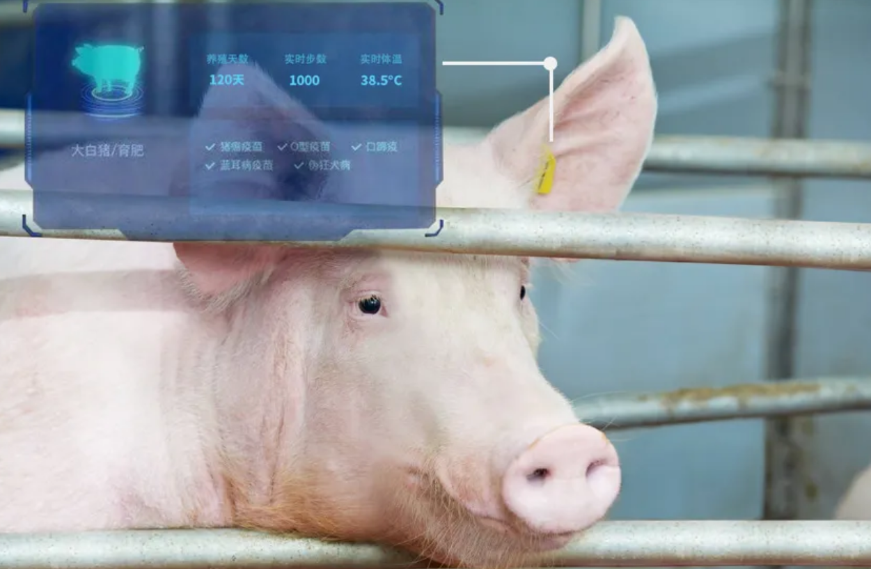 “數字經濟與智能化養豬”劃時代意義