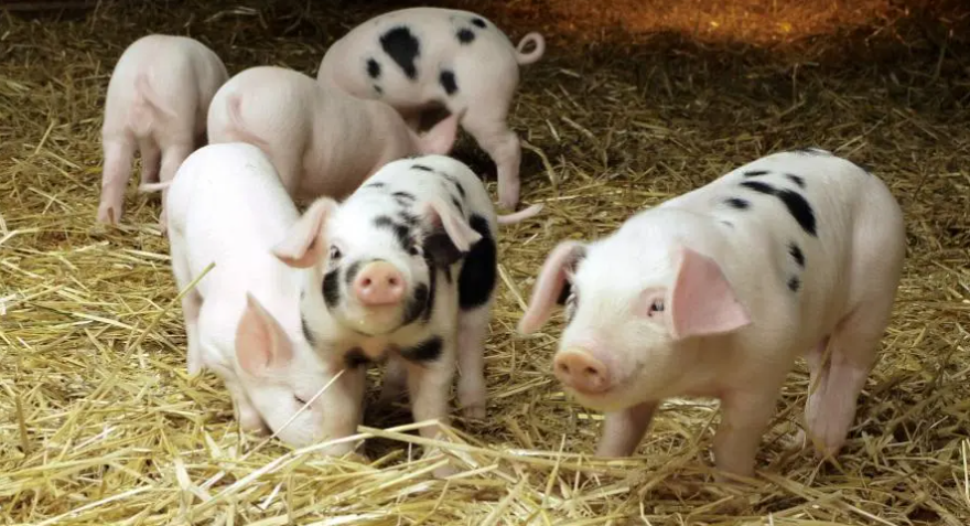 【行業研究】生豬養殖行業研究：一文讀懂養豬，周期再認知，估值重定義