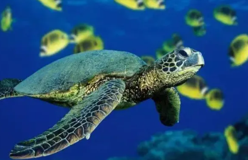 【縣域農業案例】種植結合養殖，走出龜鱉產業新路子