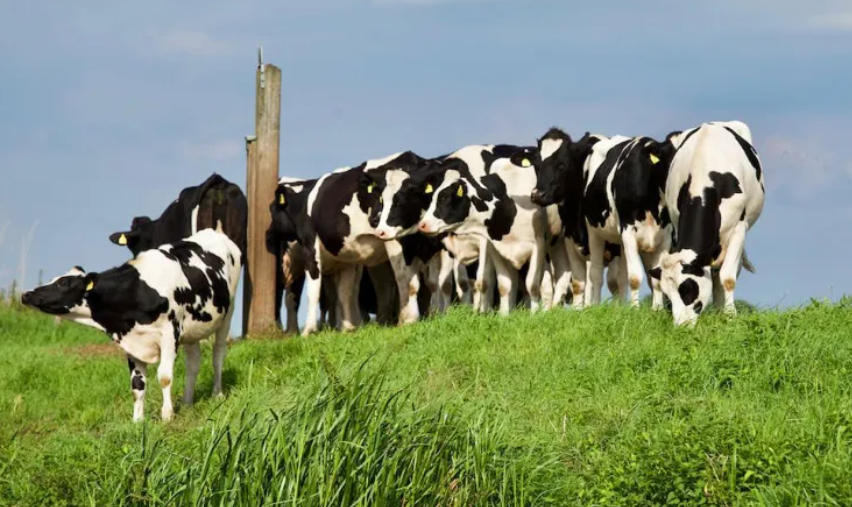 畜牧行業新革命：數字牧場（附5大商業模式）