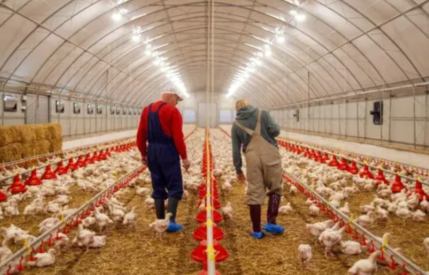 【數(shù)字化農(nóng)業(yè)案例】數(shù)字化+養(yǎng)殖如何實(shí)現(xiàn)1人養(yǎng)幾十萬只雞