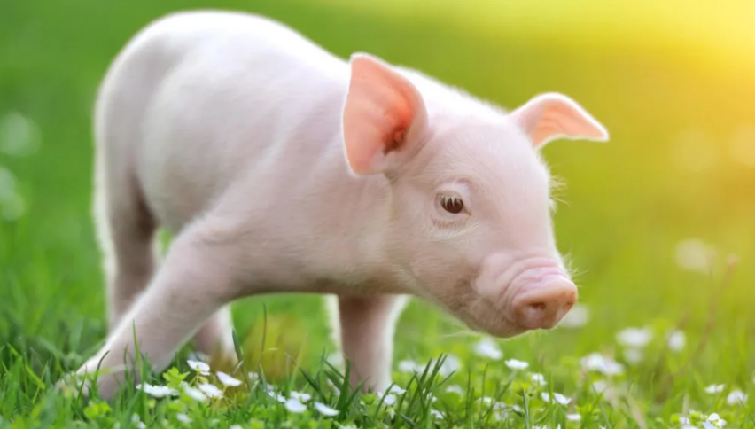 智能養豬工廠的研究進展與展望