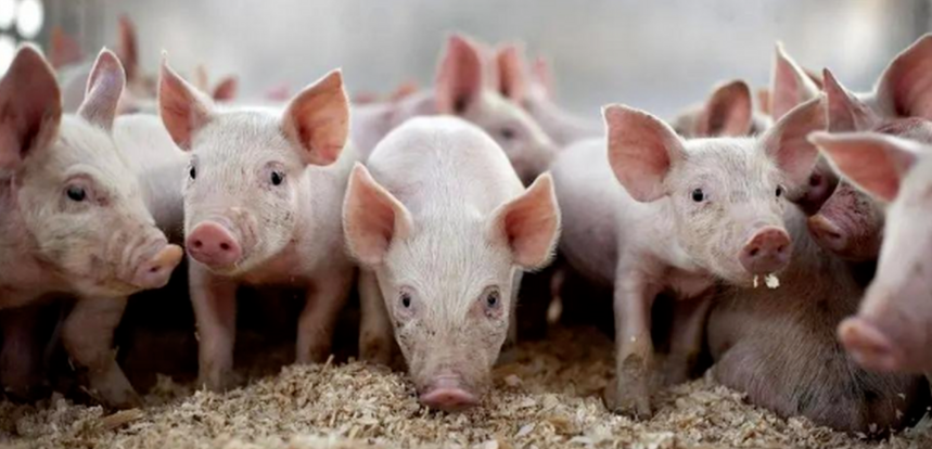 【畜牧行業】我國畜牧業：新形勢與未來路