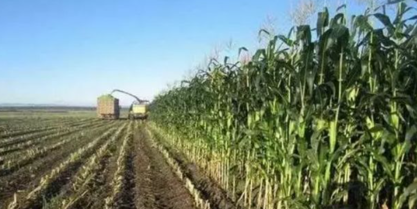 【畜牧行業】未來5年畜牧養殖業的10大商機！抓住機會，你就是贏家