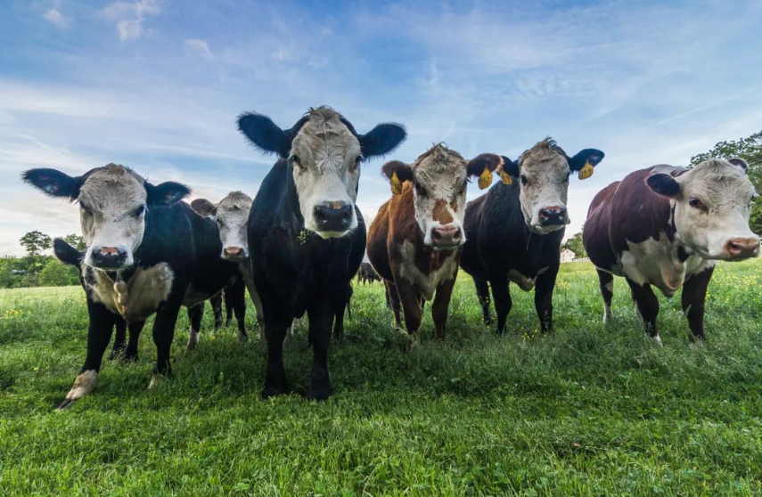 【畜牧行業】2025年畜牧行業預測：極限降本仍會繼續