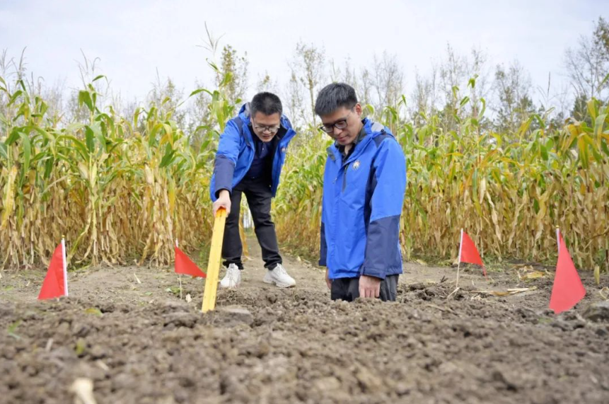 驚不驚喜！數字農業黑科技盤點：給奶牛戴眼鏡、給西瓜聽音樂