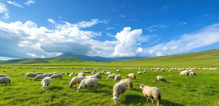 【農業供應鏈】2025年牛羊肉供應鏈現狀、挑戰與前景展望