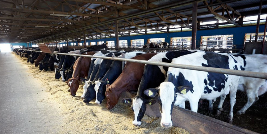 【畜牧行業】2025 中央一號文件定調，畜牧行業迎來高光時刻