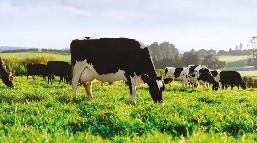 【畜牧行業】數字化賦能養殖，開啟“智慧畜牧”新時代