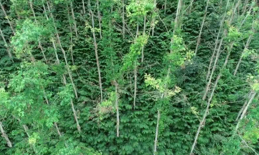 林下掘金，借綠增收，林禽生態養殖，種養循環系統的技術創新與市場對接