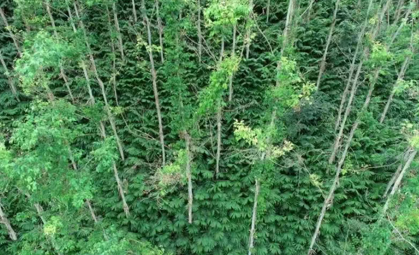 農林新模式：林下經濟+養殖（附渠道設計）