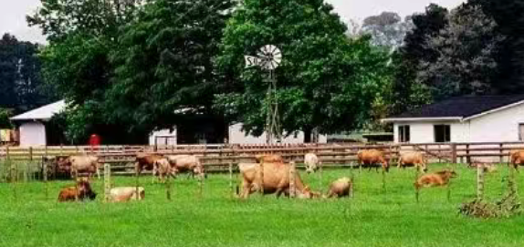 【畜牧行業】農業產業園區畜牧業養殖模式及投資策略