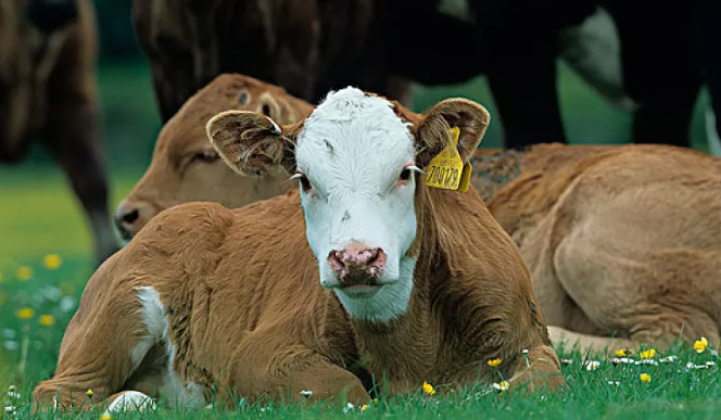 【農業模式】搞養殖這些模式可借鑒（節選）