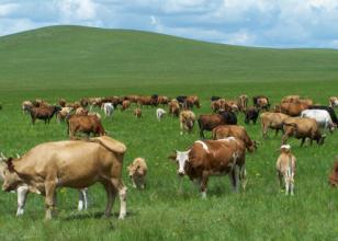 未來養殖行業的發展趨勢