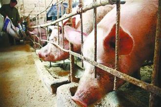 豬價暴跌，是誰在背后推動?