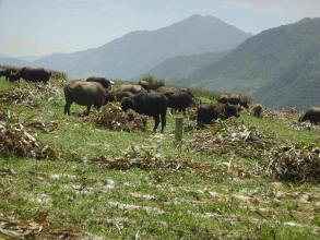 中央發布養殖業重要文件！未來5年養殖業大勢已現！