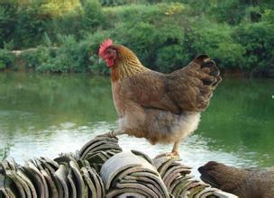 干貨：養殖扶持政策及申報方法