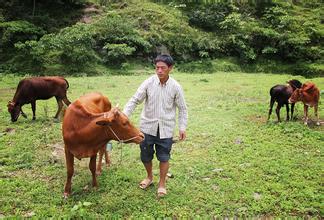 農村致富|做農村養殖業，不知道怎么申請無息貸款？
