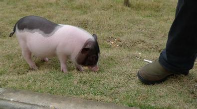 養殖新政策：買種公豬補貼2000元/頭，母豬1000元！