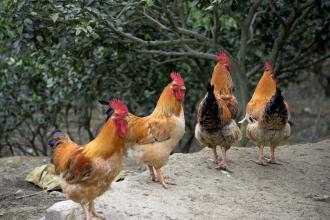 國內畜牧養殖業發展需要思考的幾個轉變