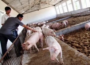 生豬價格持續下跌，養豬人明年還敢再養豬嗎？