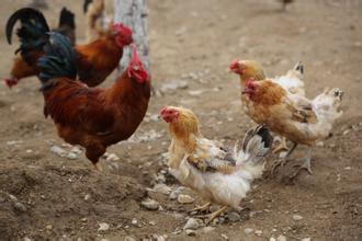 怎么養雞才賺錢？養雞賺錢不得不知道的六個秘訣