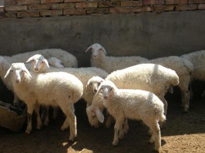 2017年養(yǎng)羊補(bǔ)貼有哪些