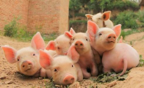 2017年養(yǎng)殖補(bǔ)貼開(kāi)始申報(bào)，最高補(bǔ)貼五百萬(wàn)，養(yǎng)殖戶(hù)如何拿到？