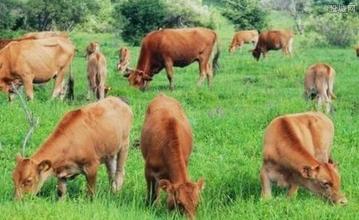 農村從事養殖業有哪些風險，光伏+養殖必看