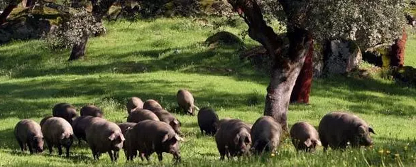 每頭豬賣(mài)11000元還供不應(yīng)求，因?yàn)檎业金B(yǎng)殖業(yè)病根