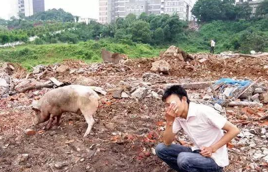 2017年禁養、環保拆遷補償該怎么拿？