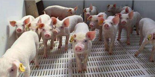 我國生豬產能不足開始凸顯，難道要重蹈美國大豆戰爭覆轍？