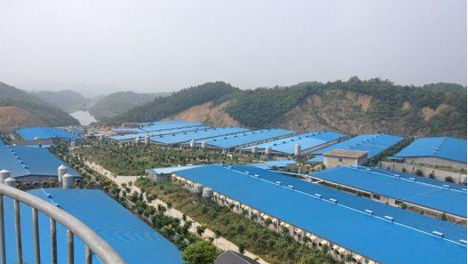 未來十年生豬養殖發展趨勢，你掌握了么？